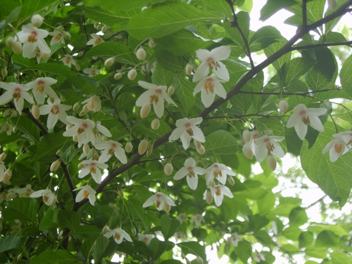 Styrax japonicus