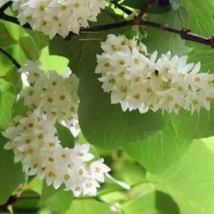 Стиракс обассия