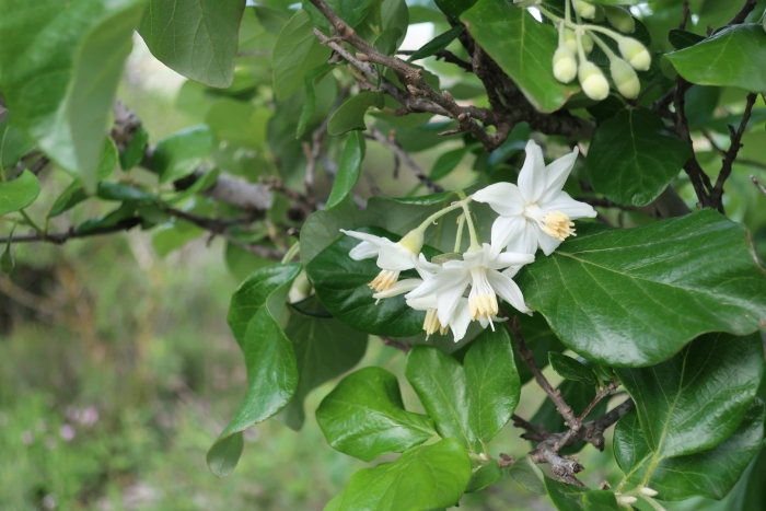 Styrax officinale