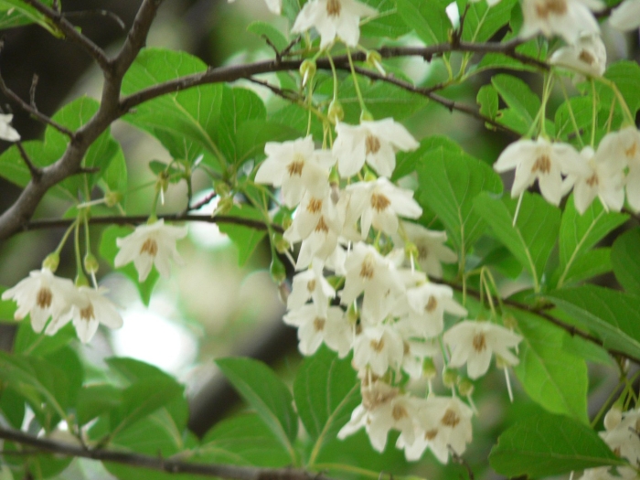 Styrax japonica