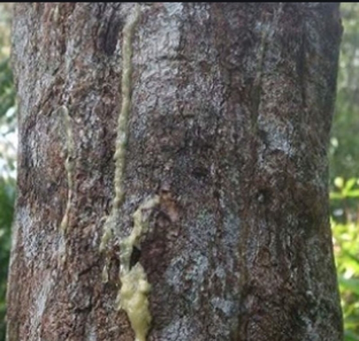 Смола на дереве