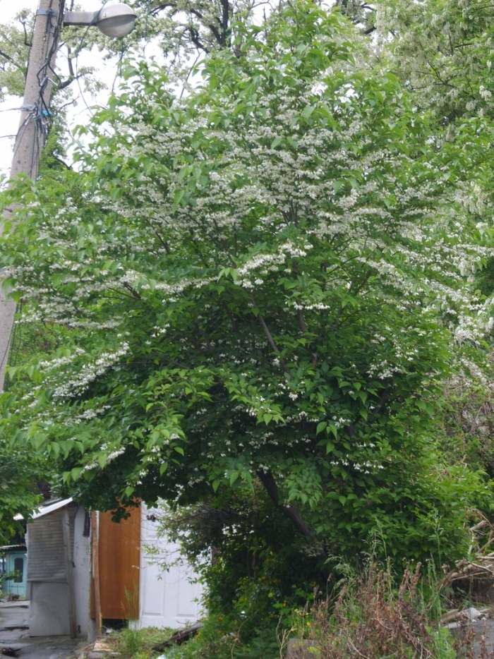 Cornus kousa