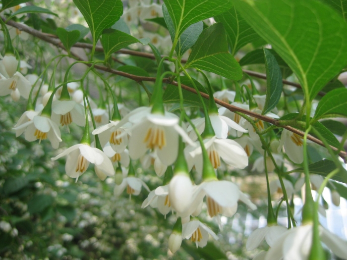 Цветущее дерево