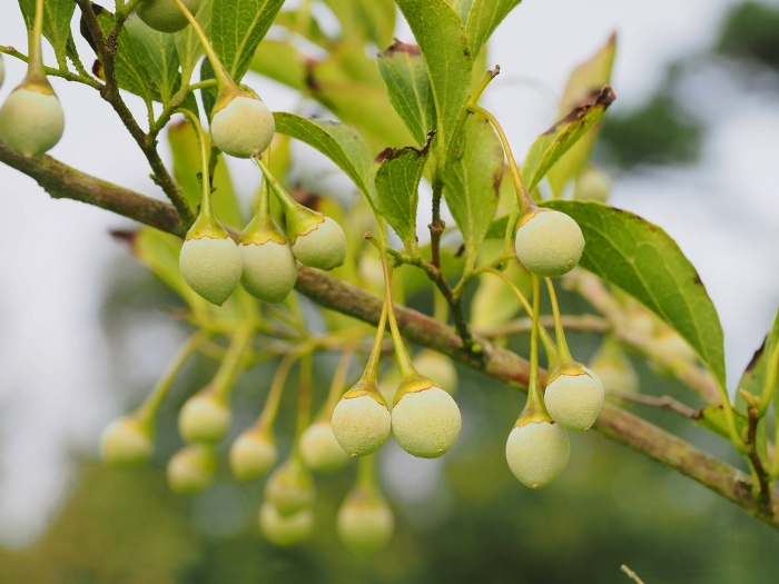 Styrax officinalis
