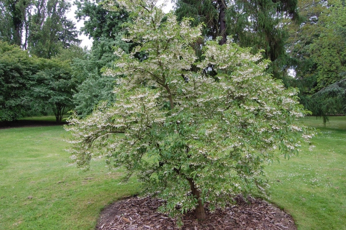 Heptacodium miconioides
