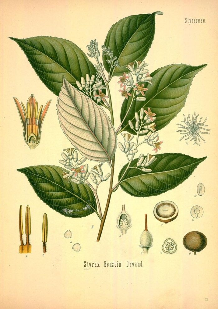 Cinnamomum camphora