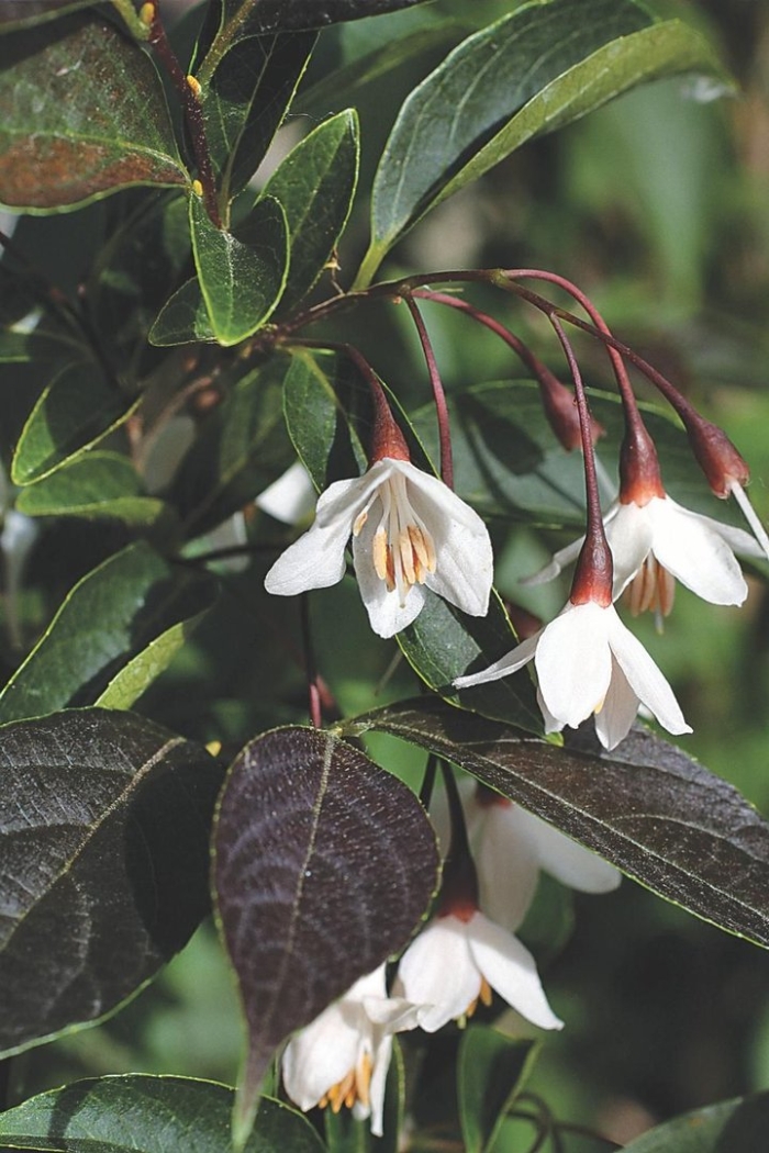 Стиракс кустарник