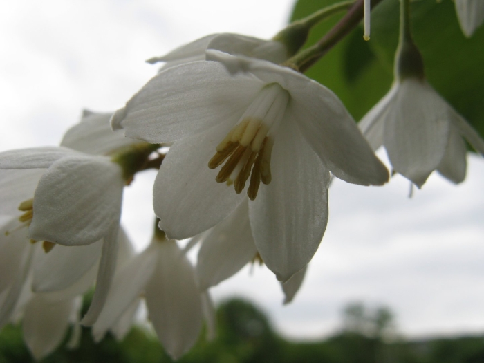 Styrax obassia