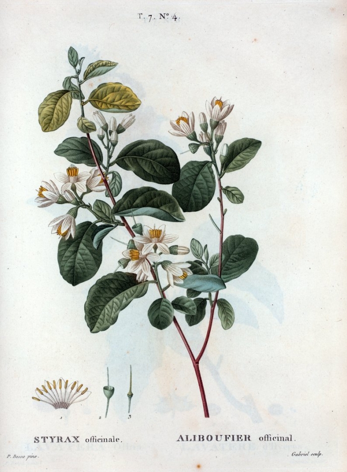 Ботаническая иллюстрация