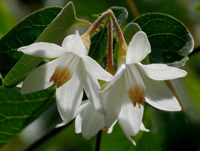 Стиракс японский