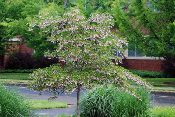 Fagus sylvatica purpurea tricolor