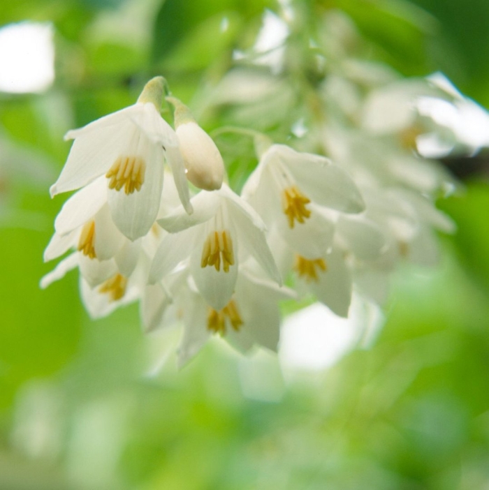 Белые цветки