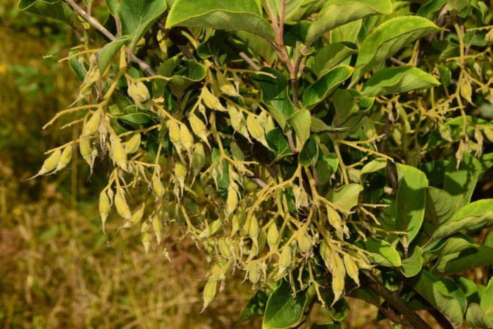 Ясень обыкновенный fraxinus excelsior