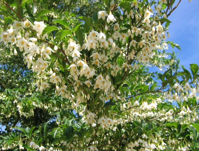 Стиракс обассия