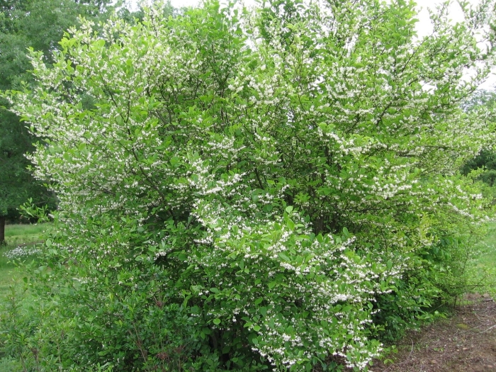 Ирга колосистая amelanchier spicata