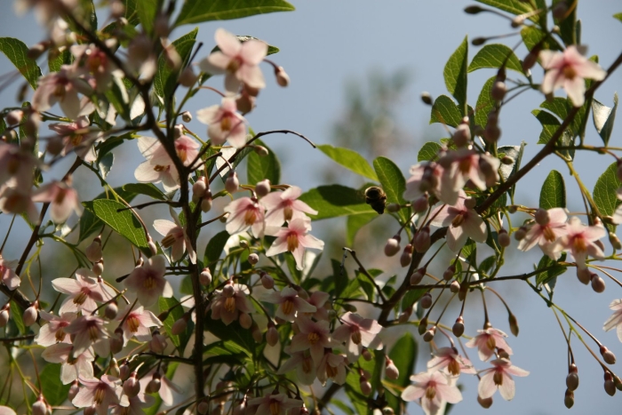 Стиракс японский сноукон