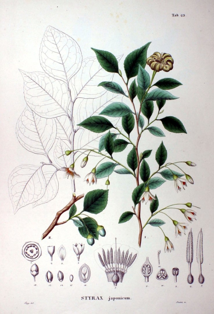 Flora japonica