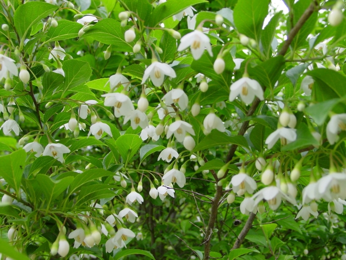 Styrax japonicus
