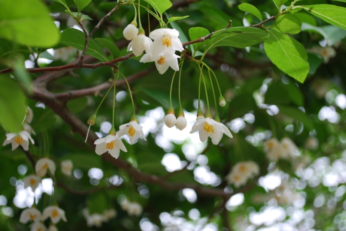 Стиракс японский