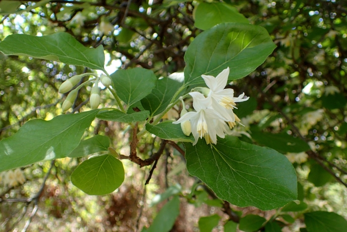Styrax tonkinensis