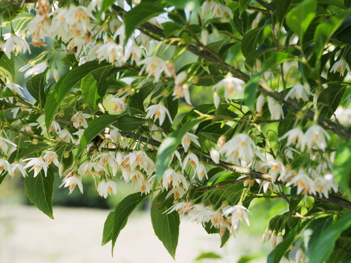 Растения семейства