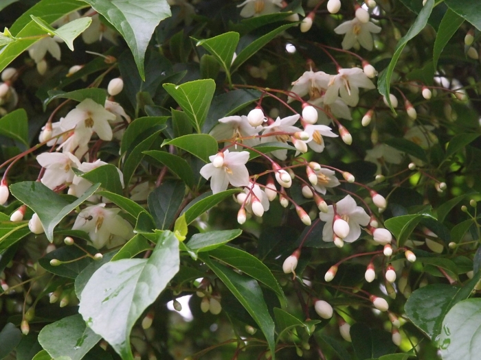 Цветущие кустарники