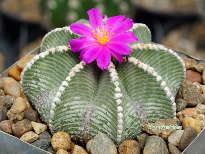 Кактус растение