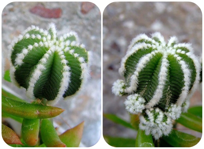 Кактус parodia formosa