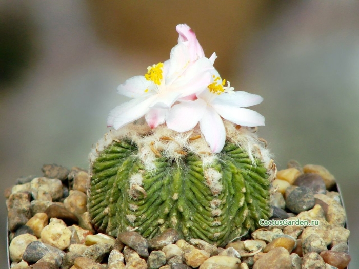 Ацтекиум риттери