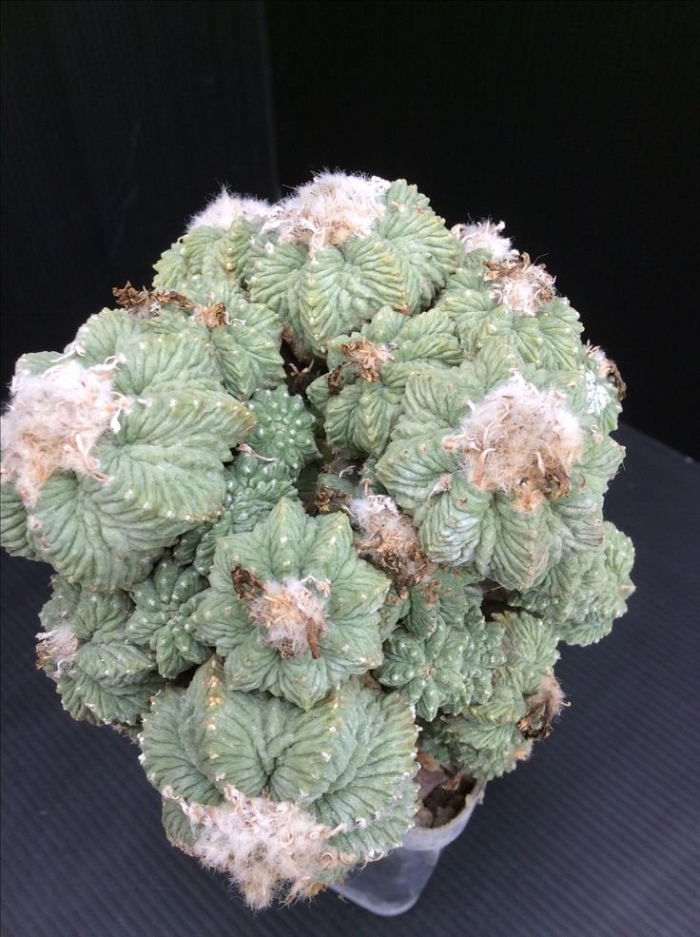 Aztekium ritteri