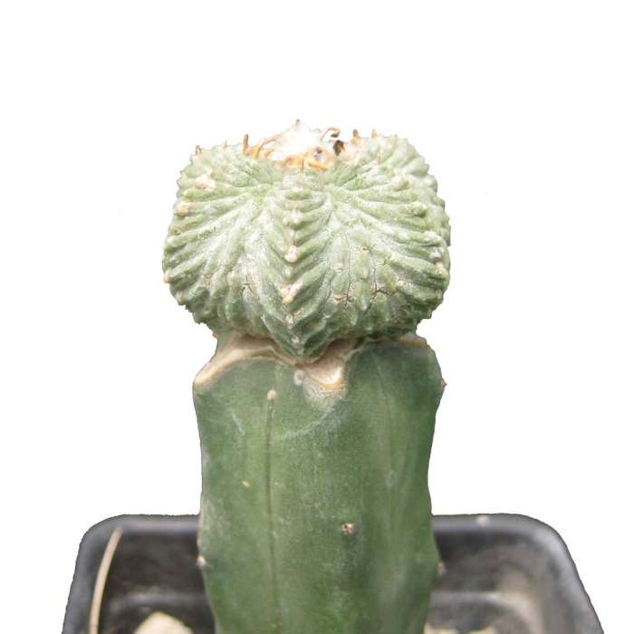 Astrophytum myriostigma