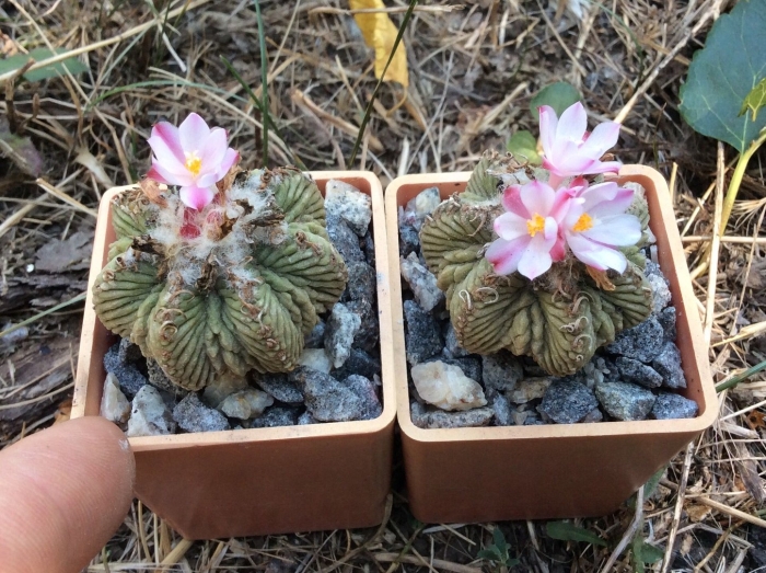 Aztekium ritteri