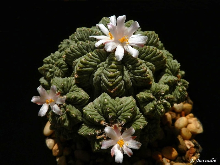 Ацтекиум риттери