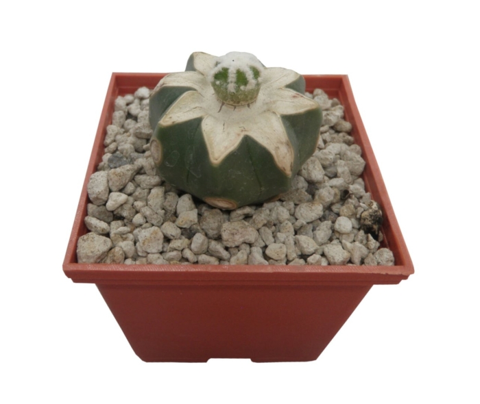 Astrophytum asterias