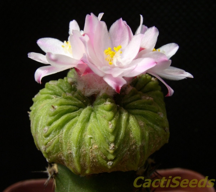 Ацтекиум риттера