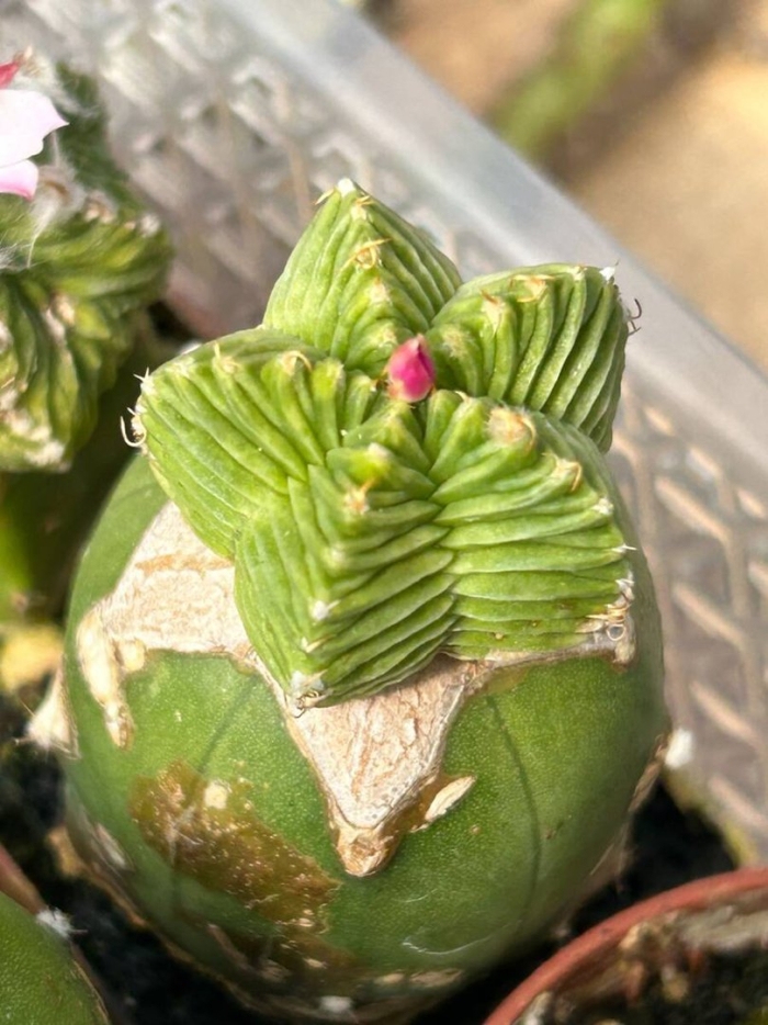 Cactus and succulent plants