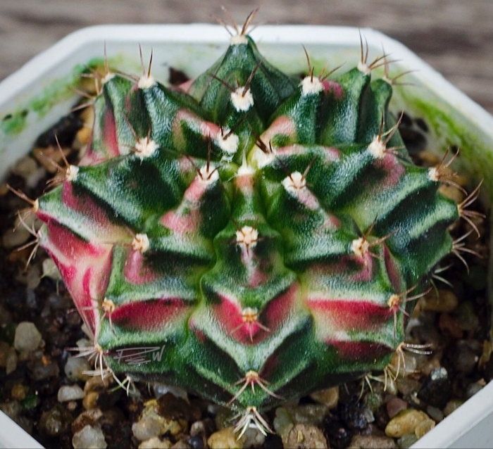 Gymnocalycium mihanovichii