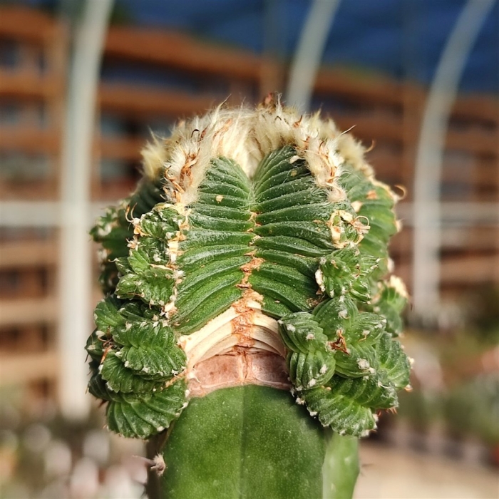 Цереус перуанский кристата