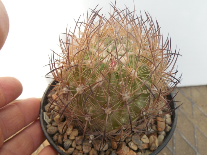 Echinomastus unguispinus