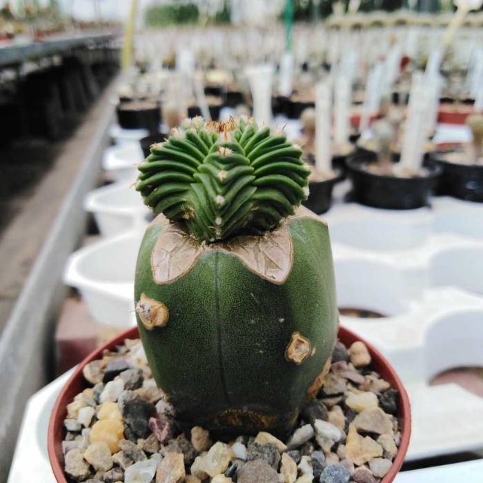 Gymnocalycium friedrichii v. angustostriatum vos 014а