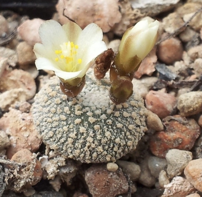 Блоссфельдия крошечная