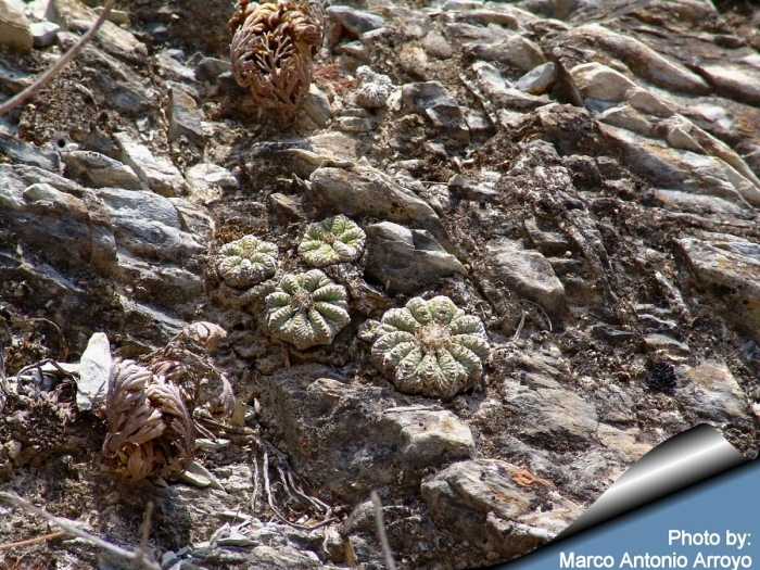 Ацтекиум риттера