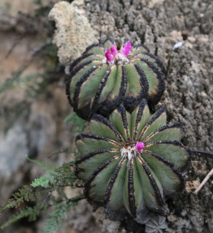 Uebelmannia pectinifera