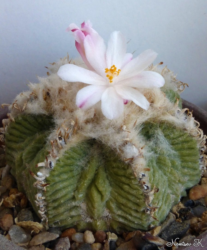 Aztekium ritteri