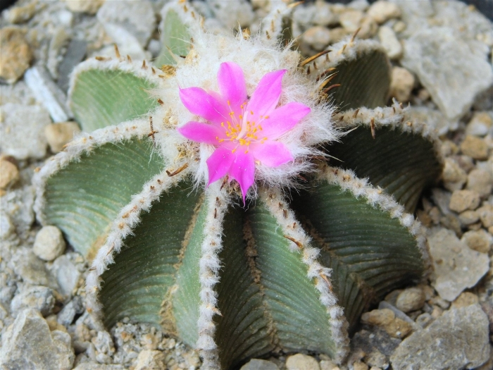 Ацтекиум хинтона