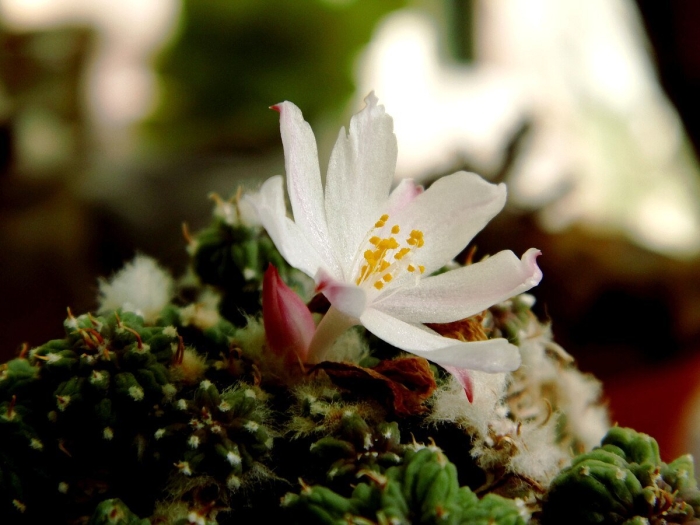 Ariocarpus kotschoubeyanus