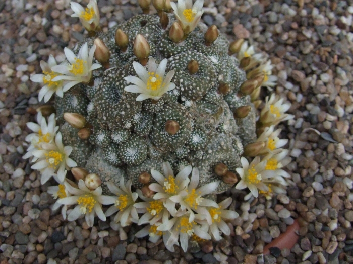 Blossfeldia liliputana