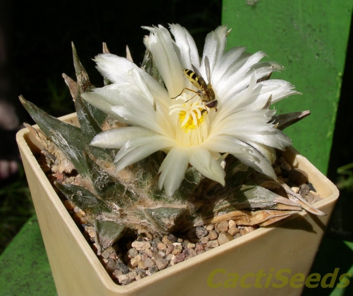 Ariocarpus trigonus