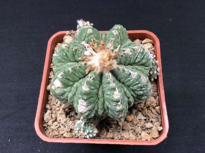 Astrophytum asterias fukuryu