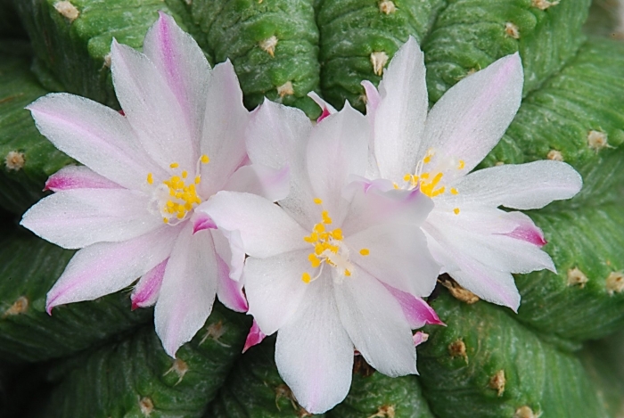 Рипсалидопсис белый сириус